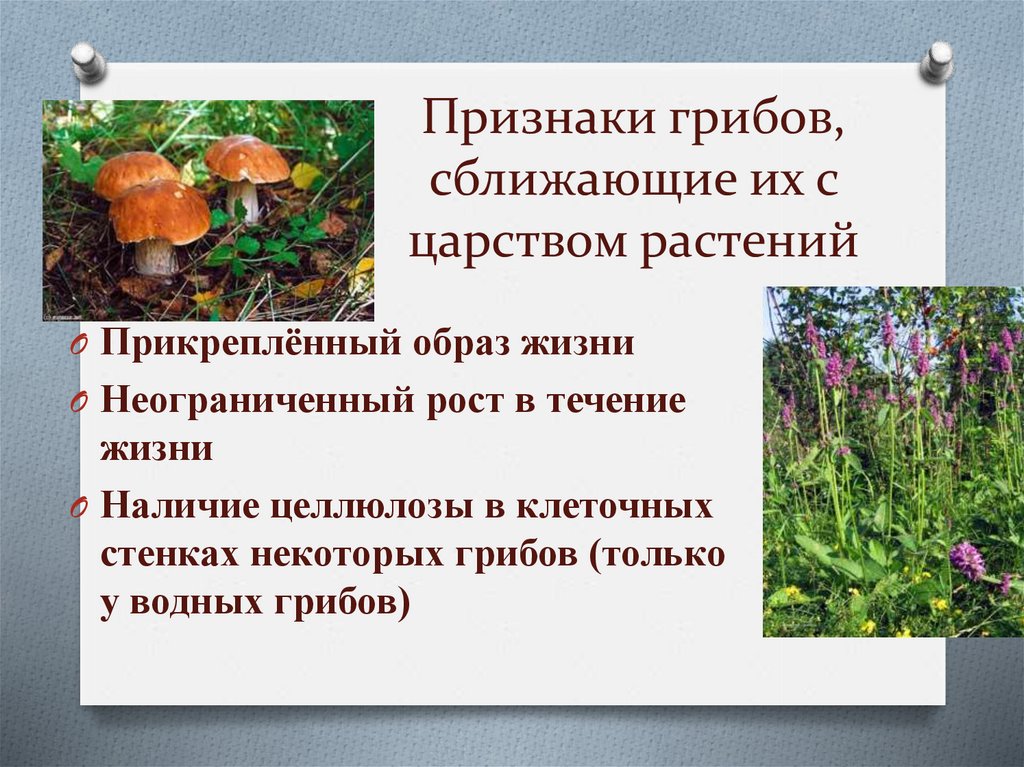 Признаки грибов, сближающие их с царством растений