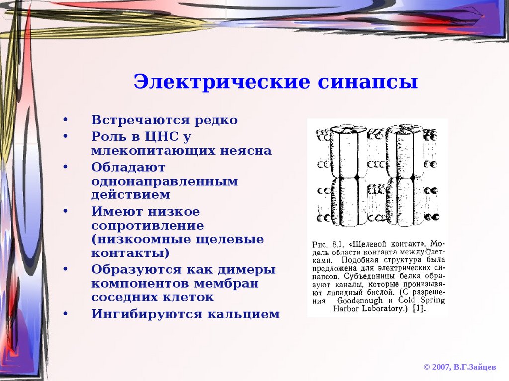 Электрический синапс. Схема электрического синапса. Электрический синапс (эфапс). Эфапс физиология.