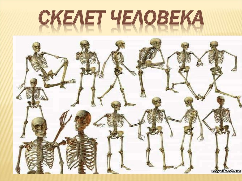 Вес скелета человека