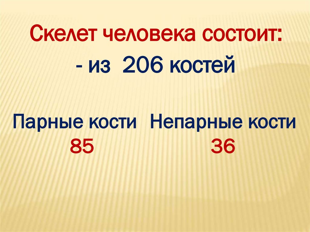 Парные кости скелета человека. Скелет человека состоит из из них парные- и непарные. Сколько парных костей у человека.