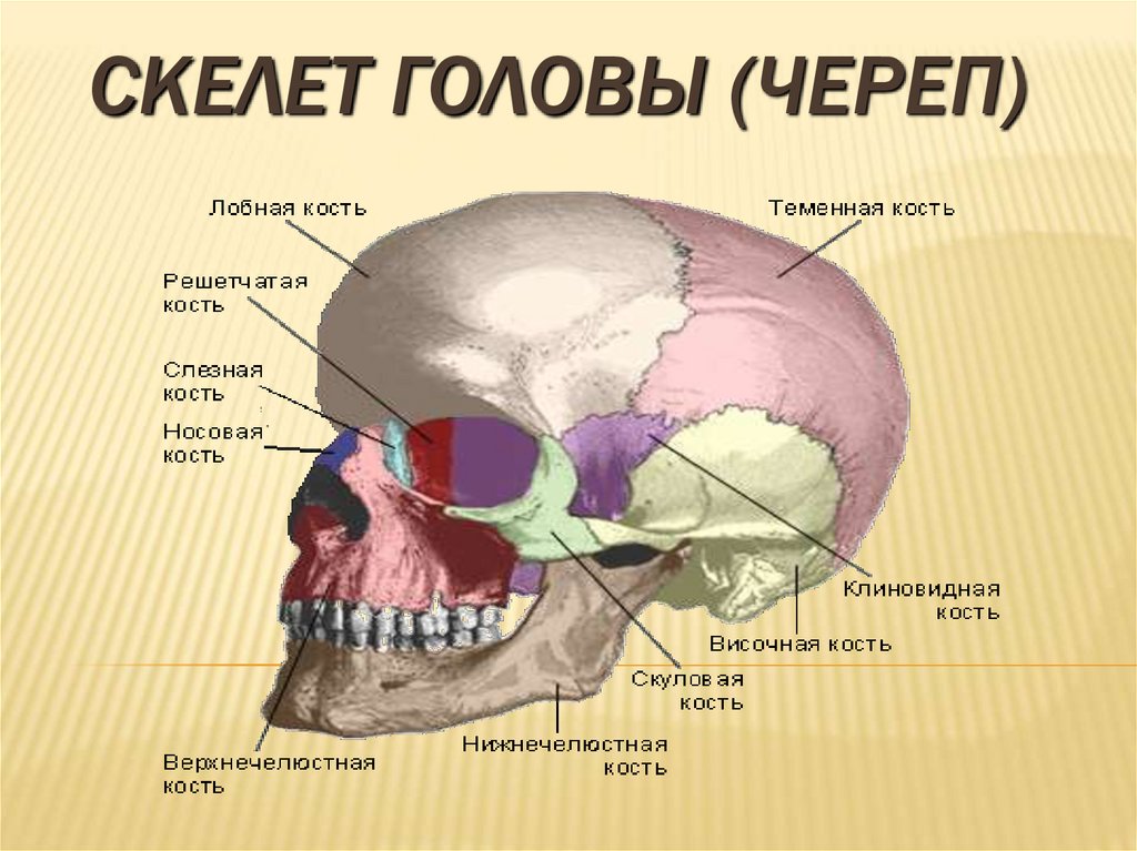 Теменная кость отдел. Строение костей мозгового черепа. Скелет головы мозговой отдел кости. Анатомия человека кости скелета черепа.