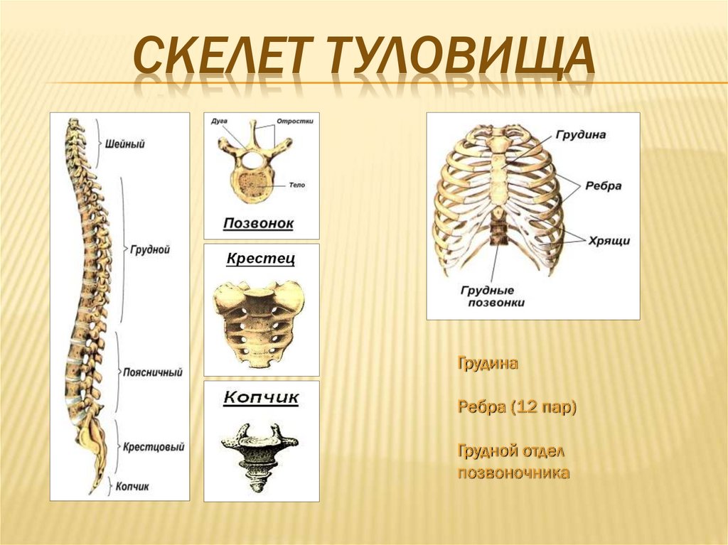 Отделы скелета туловища