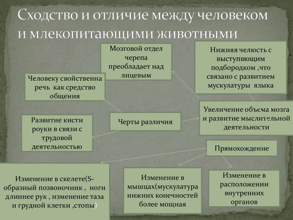 Отличиями млекопитающих. Различия человека и млекопитающих. Сходства и различия человека и млекопитающих. Отличия и сходства человека и животного. Сходство человека с млекопитающими.