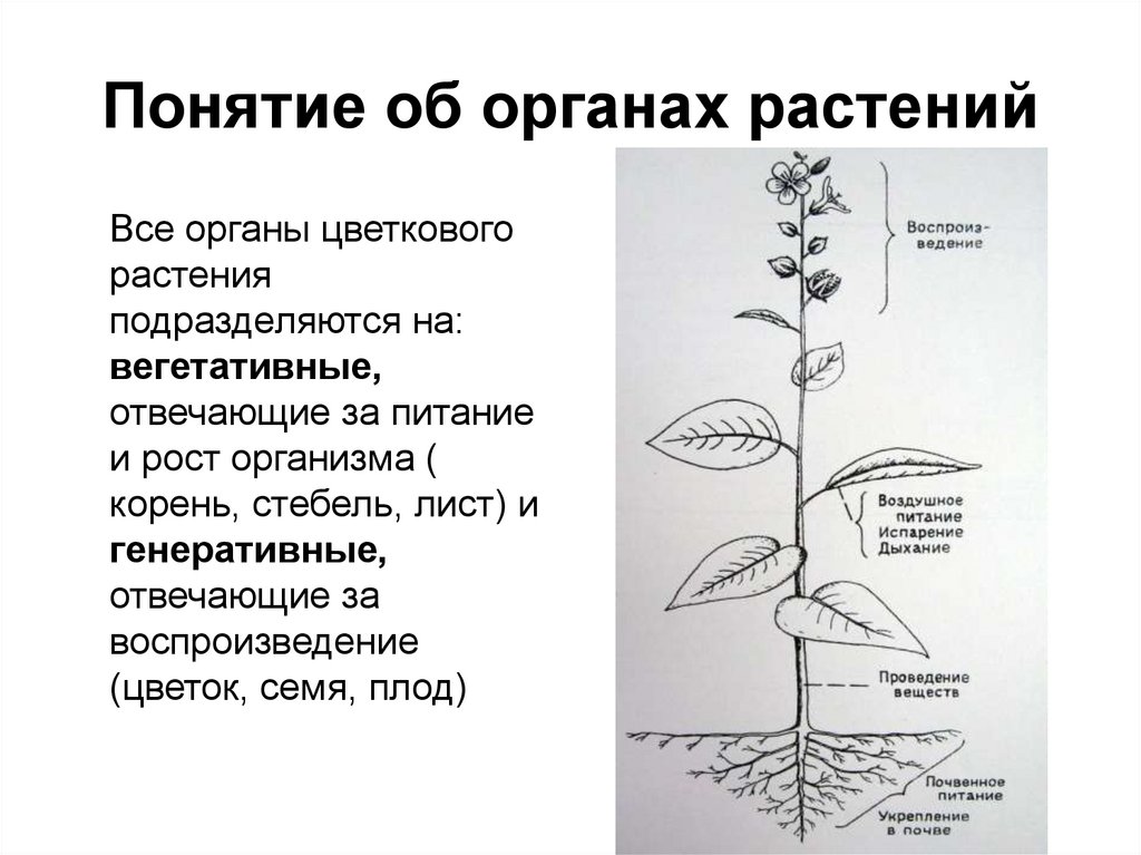 Основные функции органов растения