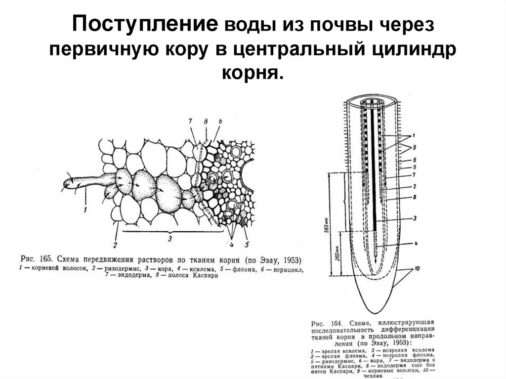 Изобразите схематически продвижение веществ поглощенных корневыми волосками