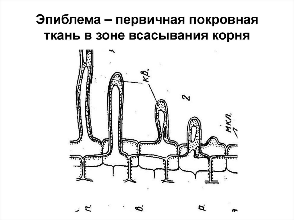 Эпиблема корня