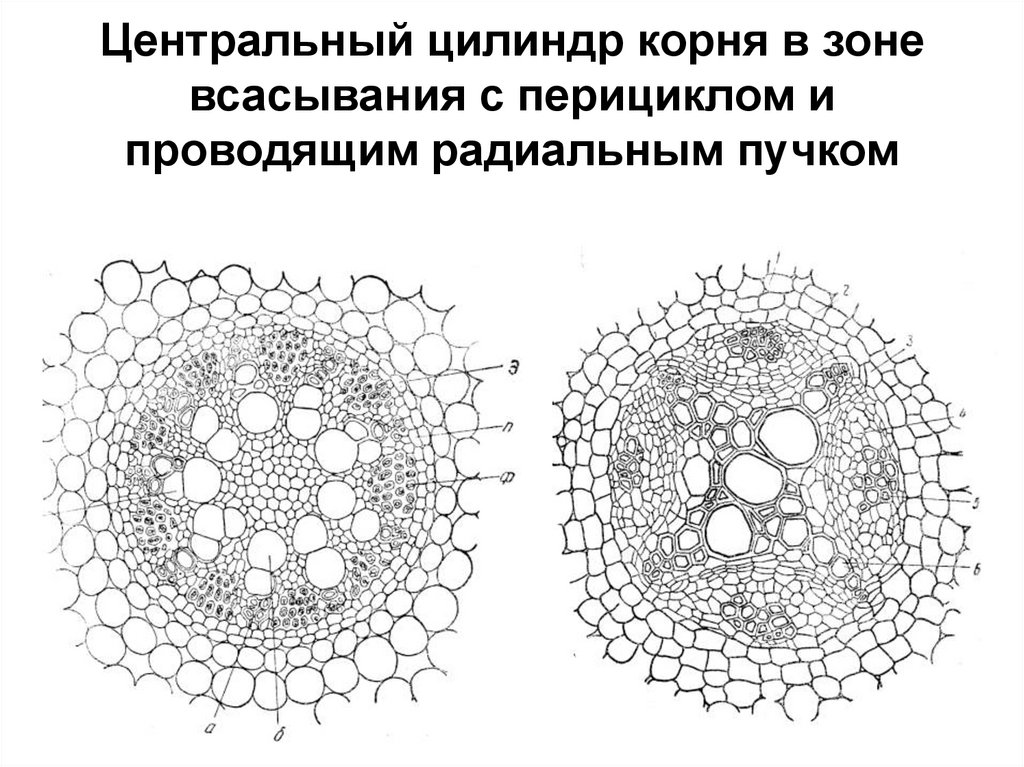 Проводящий цилиндр. Первичное строение корня однодольного растения. Первичное строение корня двудольного растения. Первичное строение корня однодольного растения схема. Первичное строение корня в зоне всасывания.