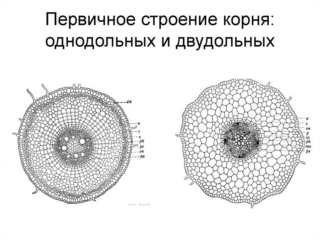 Рисунок первичное строение корня