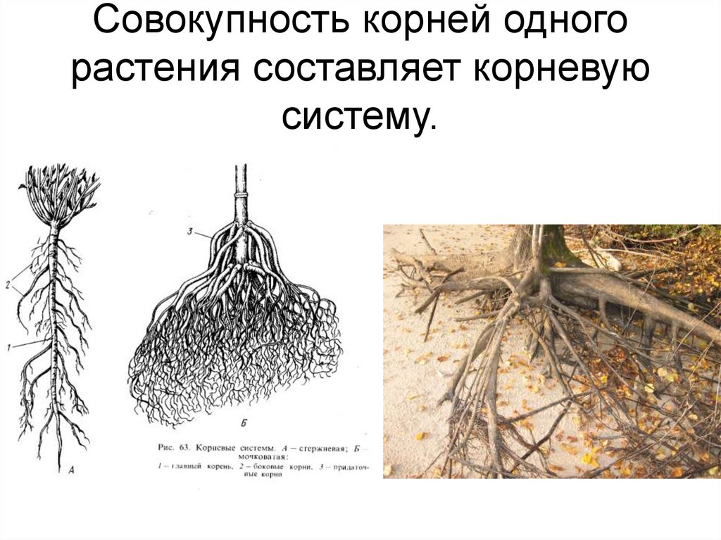 Кун род корневых. Растения с глубокой корневой системой. Одно растение с корнем. Корневая система цветов размер. Волокнистая корневая система.