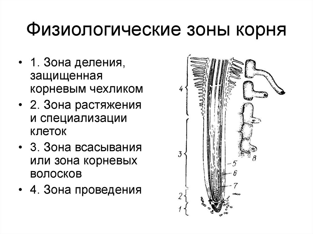 На рисунке корневые волоски под микроскопом что изображено на рисунке под цифрой 1