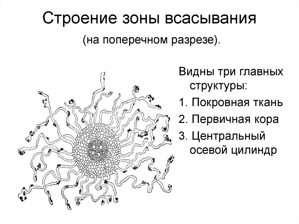 Строения под цифрой 1. Поперечный срез корня в зоне всасывания первичное строение. Строение корня в зоне всасывания. Строение корня в зоне всасывания поперечный разрез. Зона всасывания корня структуры.