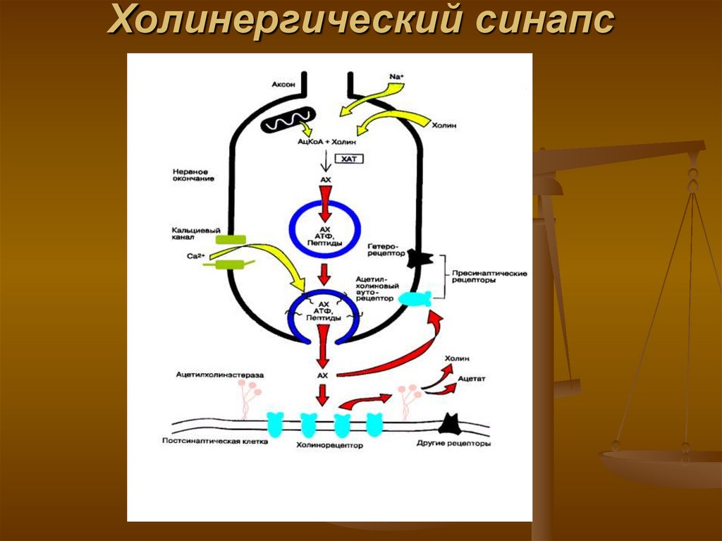 Холинергический синапс схема