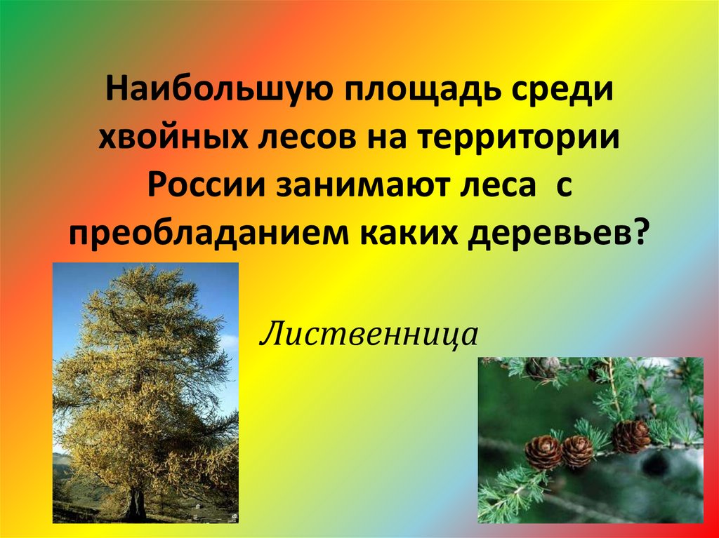 Какие леса занимают наибольшую. Климатический пояс хвойных лесов. Леса занимаемые площадь России. Хвойные леса занимают в России. Площадь занимаемой территории хвойных лесов.