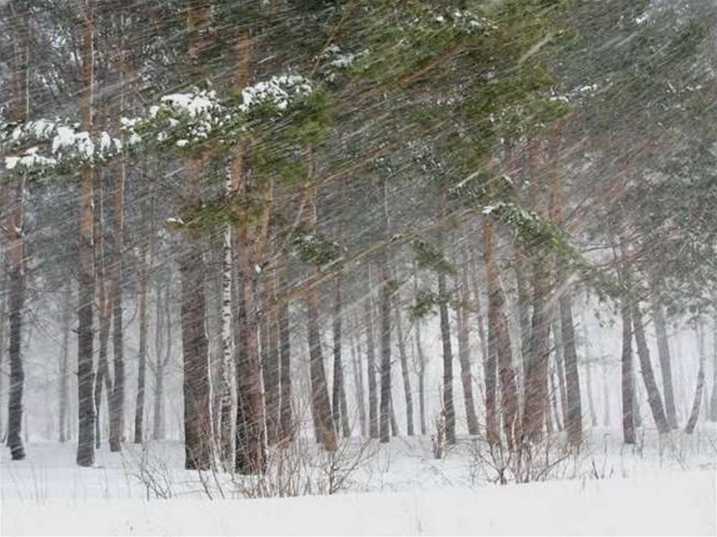 первая позёмка. страшная метель. природные явления зимой метель. первый метель. снежная метель.