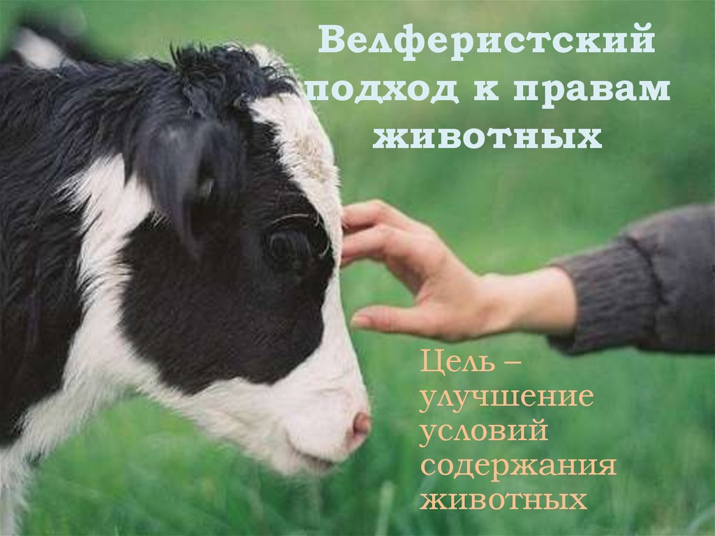 Велферистский подход к правам животных
