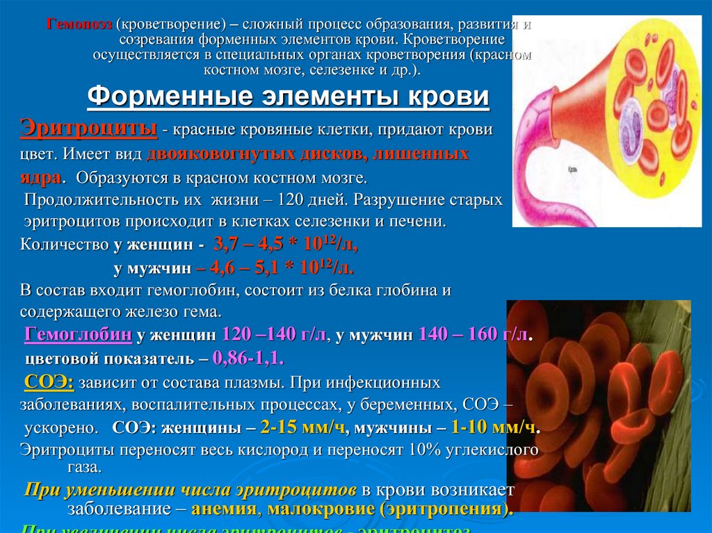 Функции кровяной системы