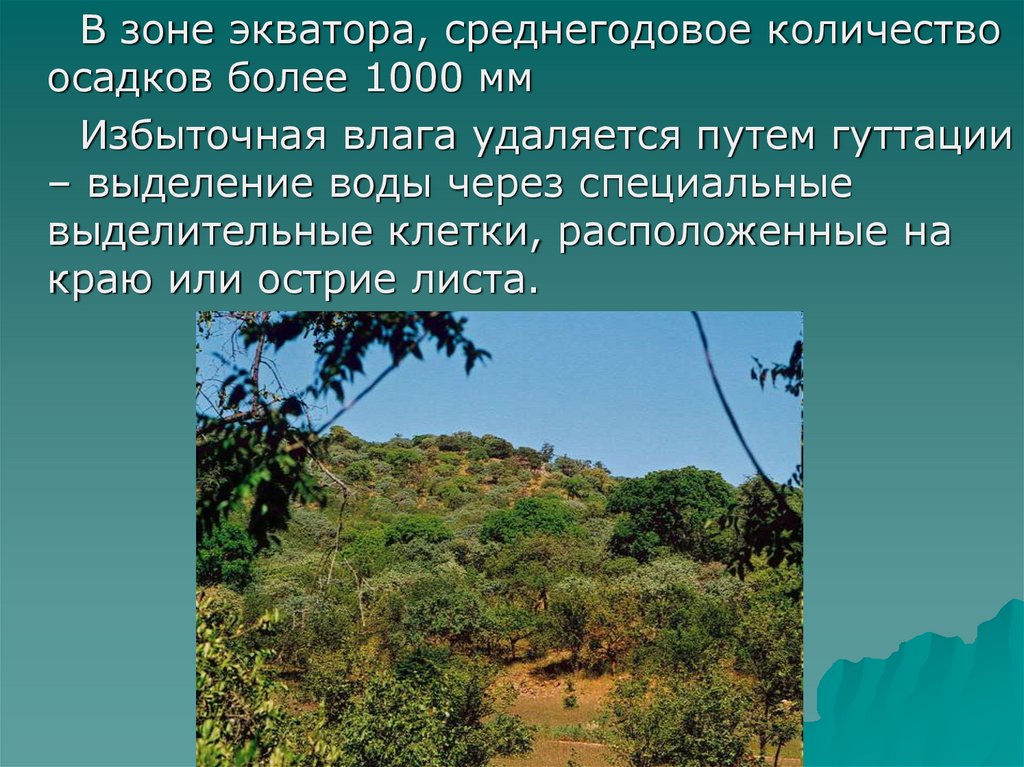 Среднегодовое количество осадков в калифорнии и флориде. Среднегодовое количество осадков в Африке. Зона экватора. Осадки на экваторе. Среднегодовое количество осадков в Мексике.