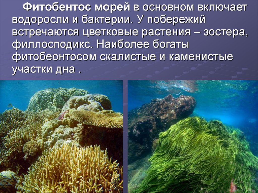 Бентосные организмы это. Фитобентос водоросли. Фитобентос морей. Фитобентос представители. Бентосные водоросли представители.