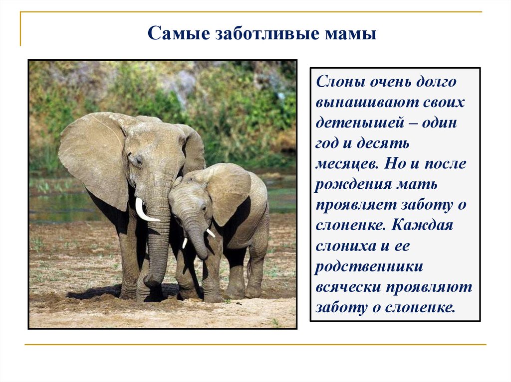 Сколько весит детеныш. Слоны вынашивают детенышей. Вес слоненка при рождении. Забота о слонах.