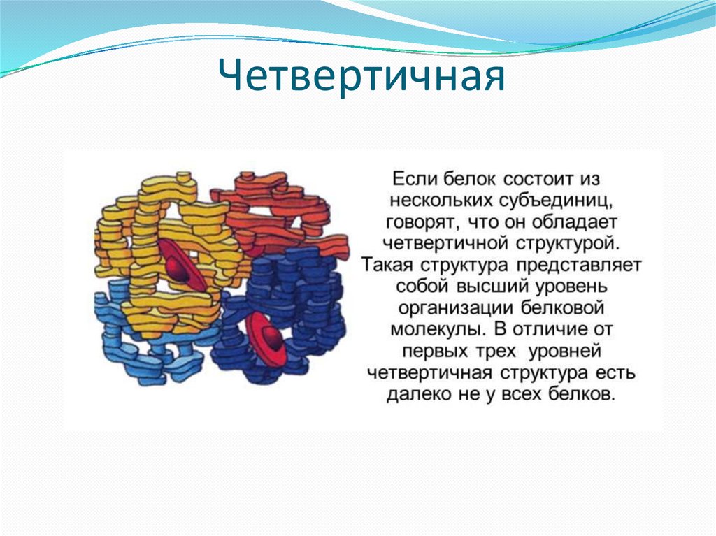 Белки презентация. Четвертичная структура белка представляет собой.