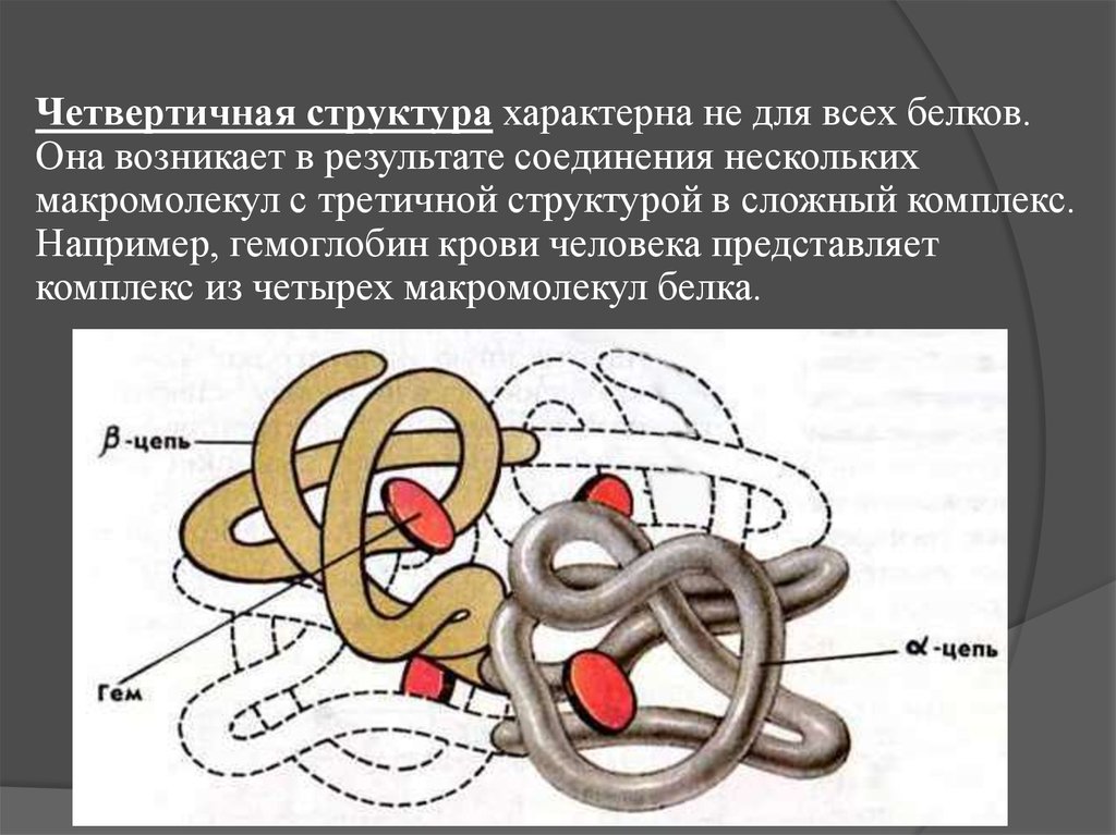 Четвертичная структура белка. Гемоглобин белок четвертичной структуры. Третичная и четвертичная структура белка. Четвертичная структура белка строение. Четвертичная структура белка гемоглобина.