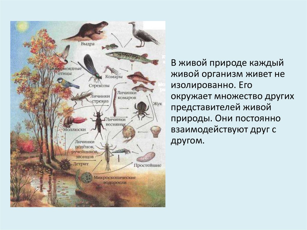 Взаимосвязи организмов в природном сообществе рабочий лист