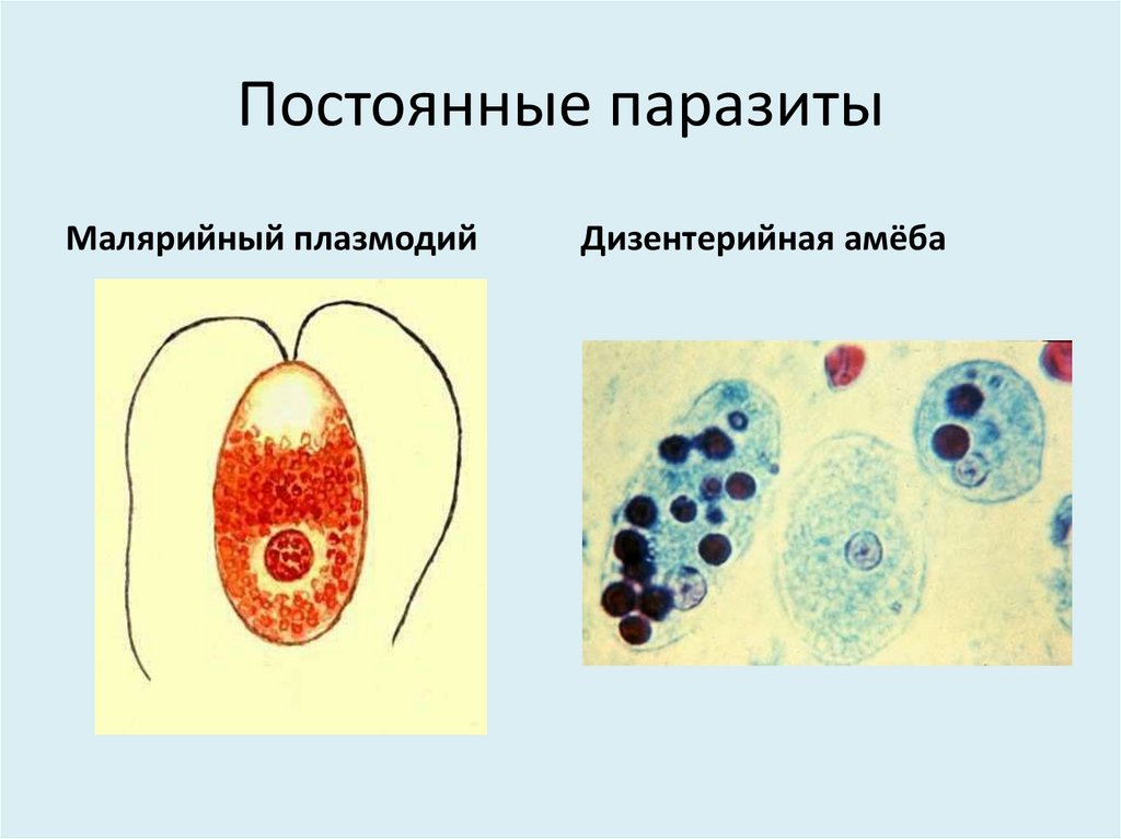 Малярийный плазмодий клетка. Строение плазмодия малярии. Малярийный плазмодий классификация. Малярийный плазмодий микробиология. Малярийный плазмодий строение.
