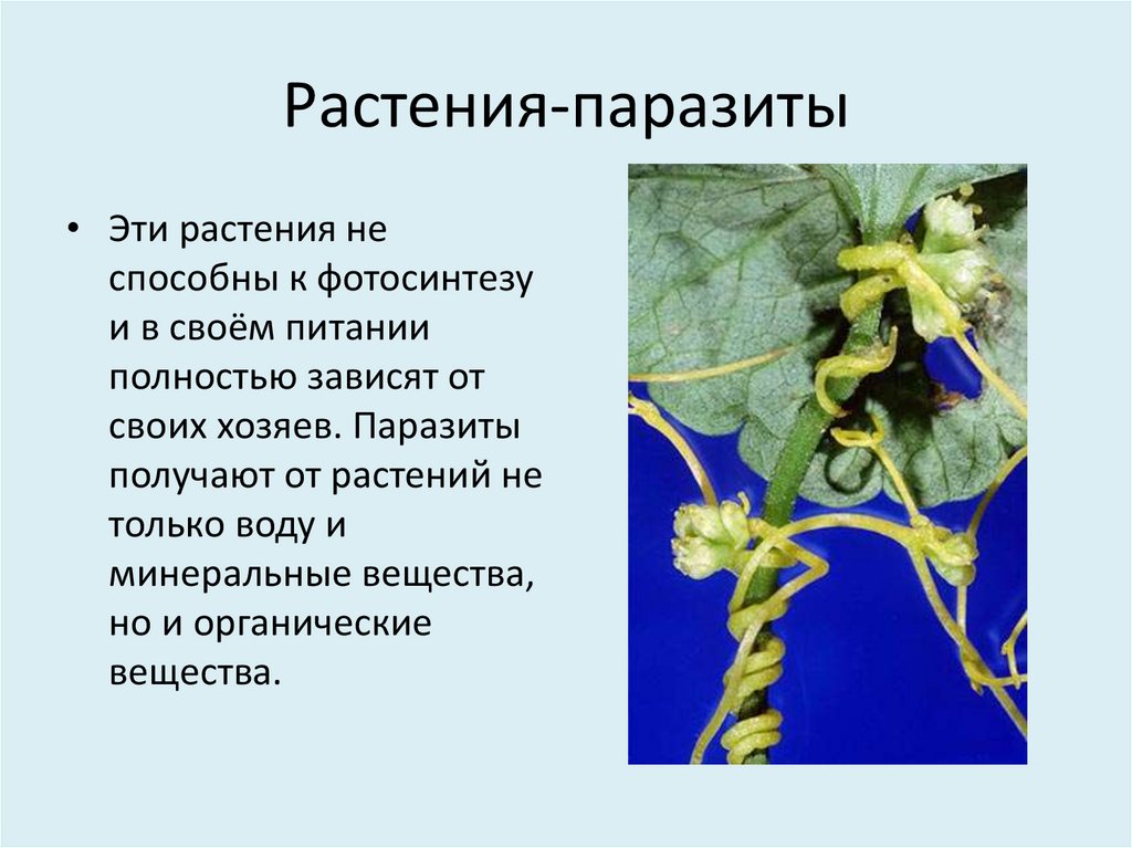 Распределите предложенные растения по группам растения паразиты