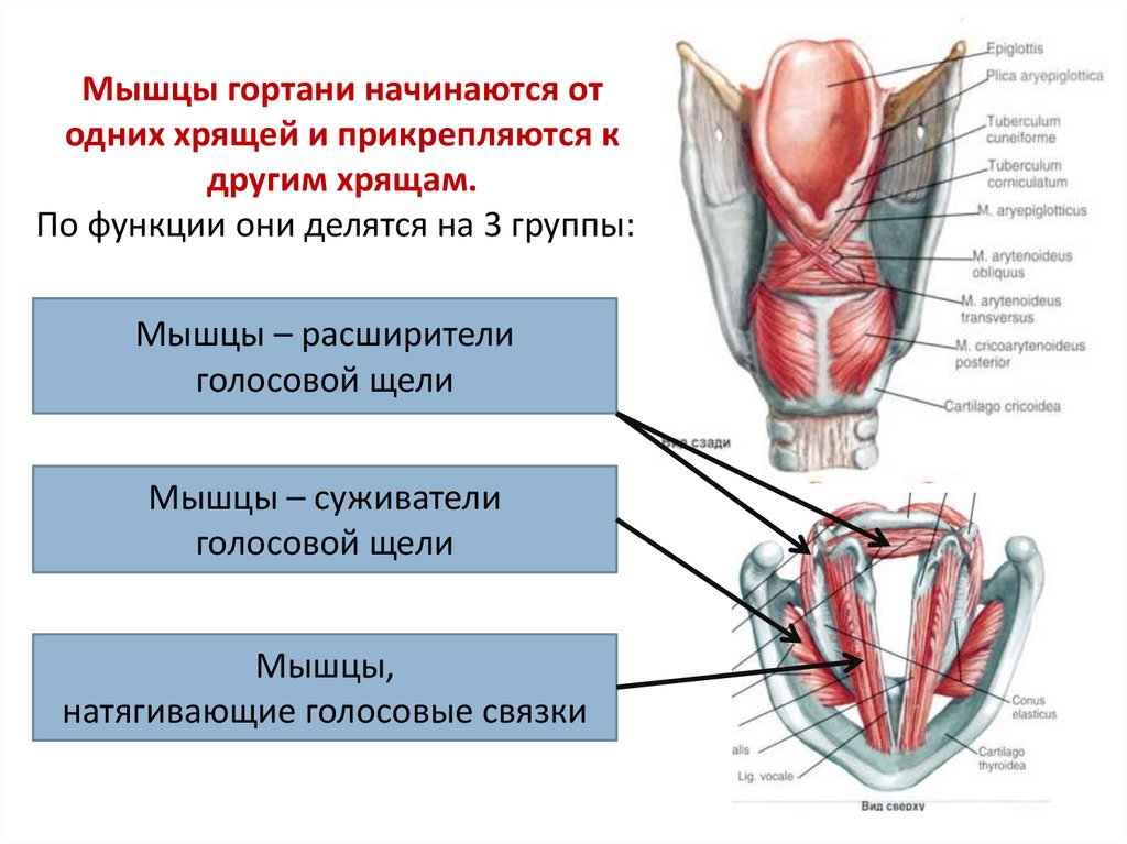 Мышцы голосовых связок. Мышцы суживатели голосовой щели. Наружные мышцы гортани анатомия. Мышцы гортани напрягающие голосовые связки. Мышцы гортани схема анатомия.