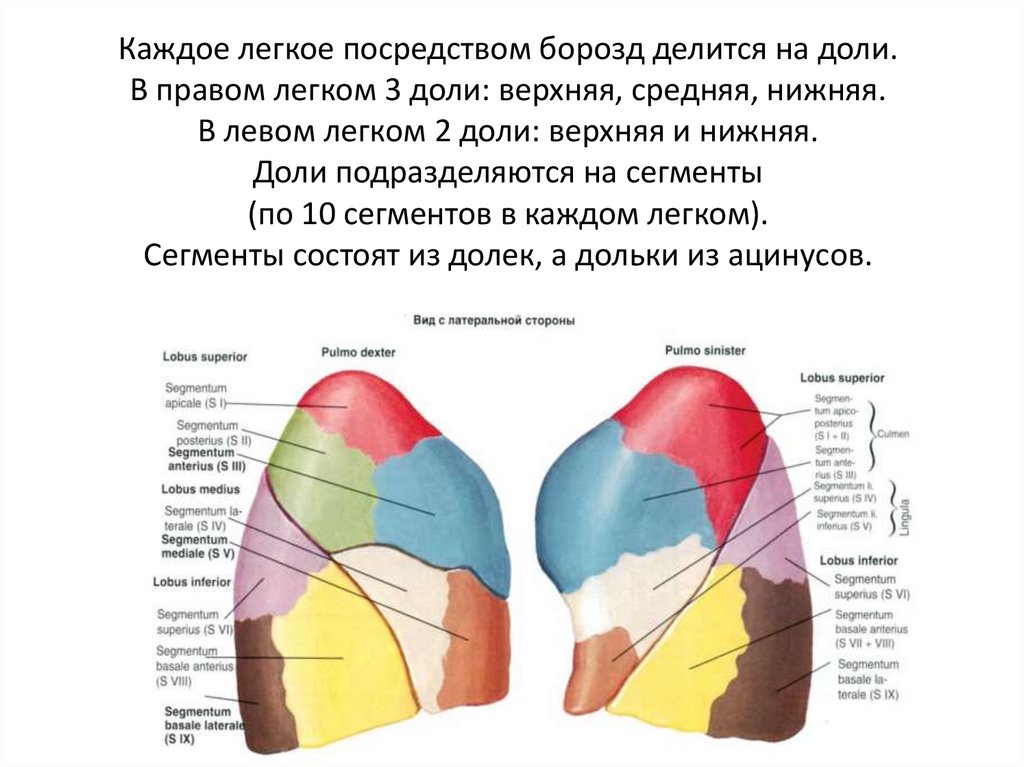 Сегменты состоят из. Правое легкое делится бороздами на доли. Правое легкое делится на доли. Доли и борозды легкого. Легкое делится на доли.