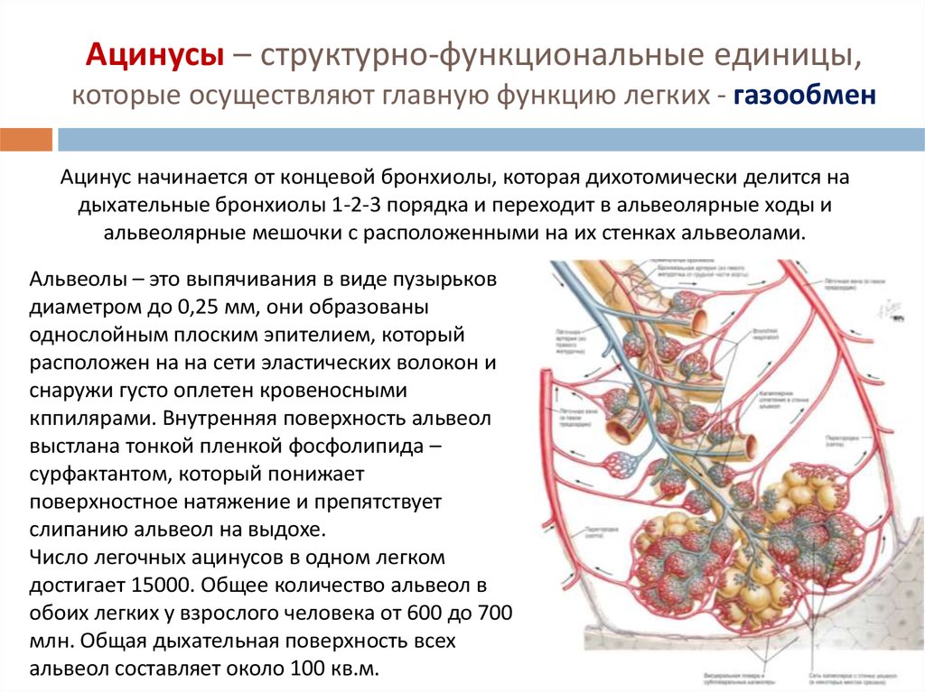 Изучите структурную единицу легкого ацинус сделайте к рисунку обозначения