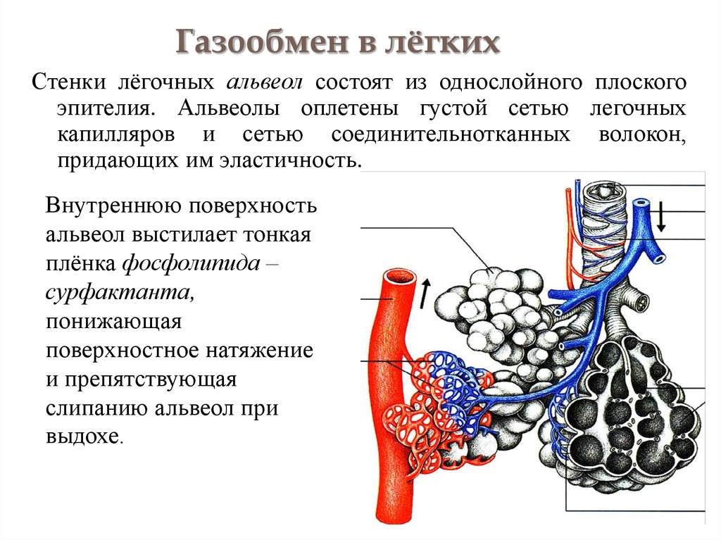 Альвеолярные пузырьки у млекопитающих находятся в. Дыхательная система альвеолы. Строение стенки легочного пузырька альвеолы. Строение дыхательной системы альвеолы. Дыхательная система человека анатомия альвеолы.