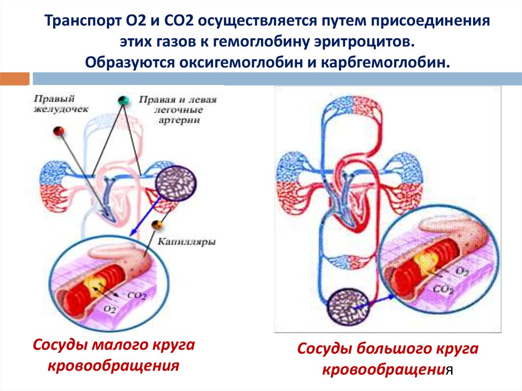 Гемоглобин дыхание