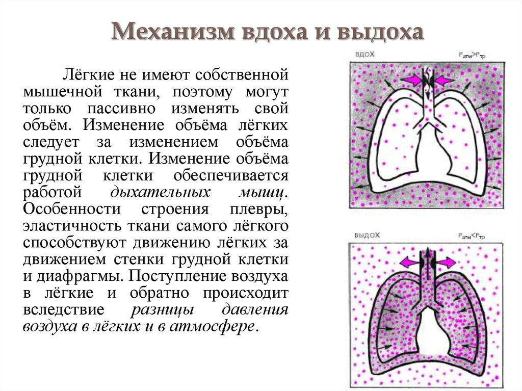 Легкие доклад 3 класс. Механизм дыхания жизненная емкость легких 8. Механизмвдрха и выдоха. Механизм вдоха ивыдлха. Механизм вжоха и выдоха.