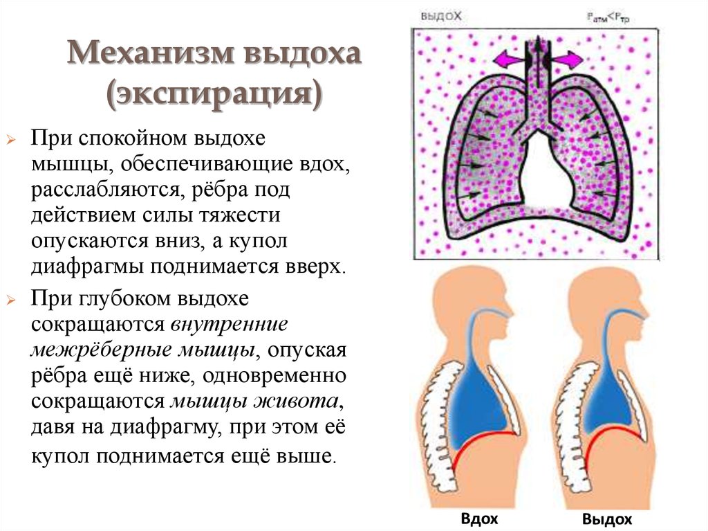 Что происходит у человека во время выдоха. Дыхательная система человека механизм вдоха и выдоха. Дыхательная система при вдохе и выдохе. Дыхательные движения схема вдох выдох. Механизм дыхания человека вдох и выдох.
