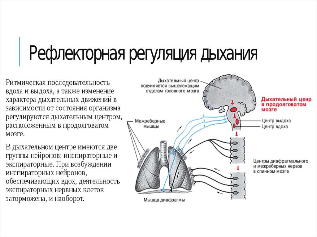 При сокращении какой структуры происходит вдох. Рефлекторная регуляция дыхания схема. Дыхательный центр рефлекторная дуга. Дуга дыхательного рефлекса. Рефлекторная дуга дыхательного рефлекса схема.