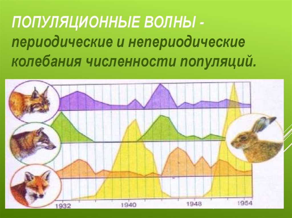 Установи соответствие популяционные волны. Популяционные волны. Периодические популяционные волны. Популяционные волны график. Популяционные волны жизни.