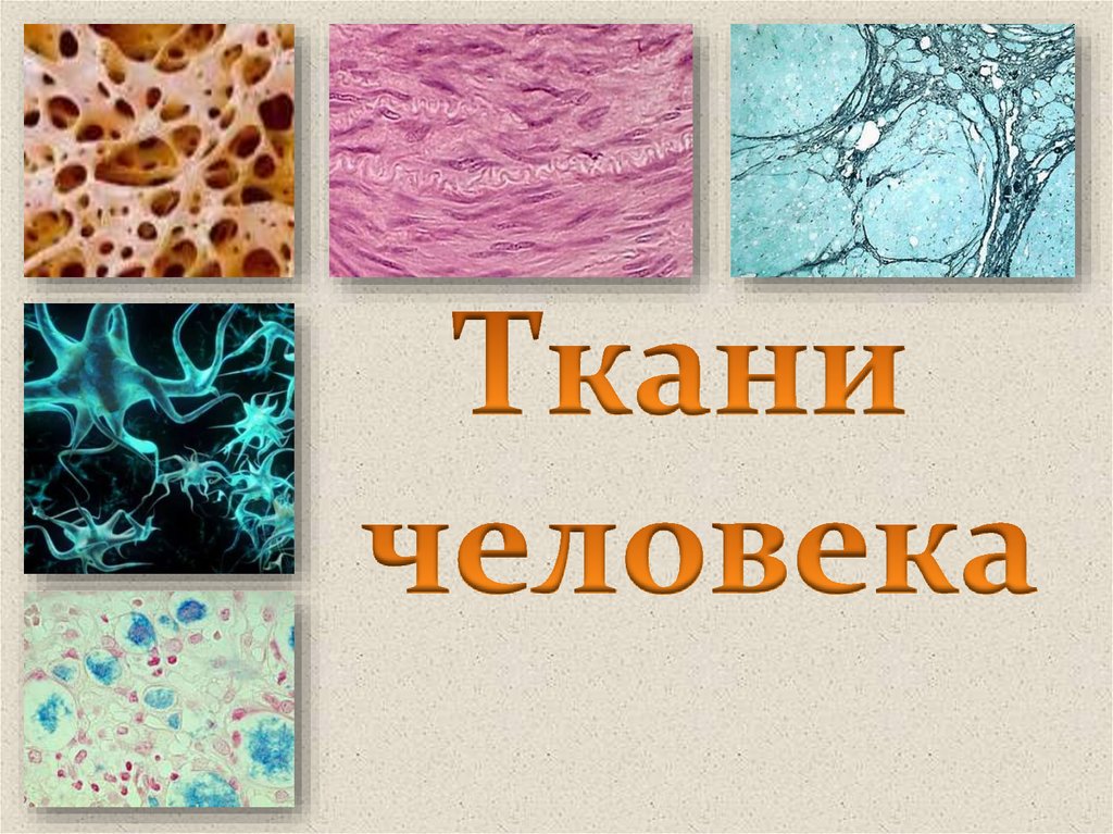 Типы тканей рисунок