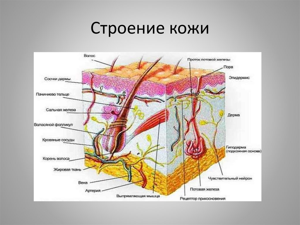 Рисунок кожи егэ