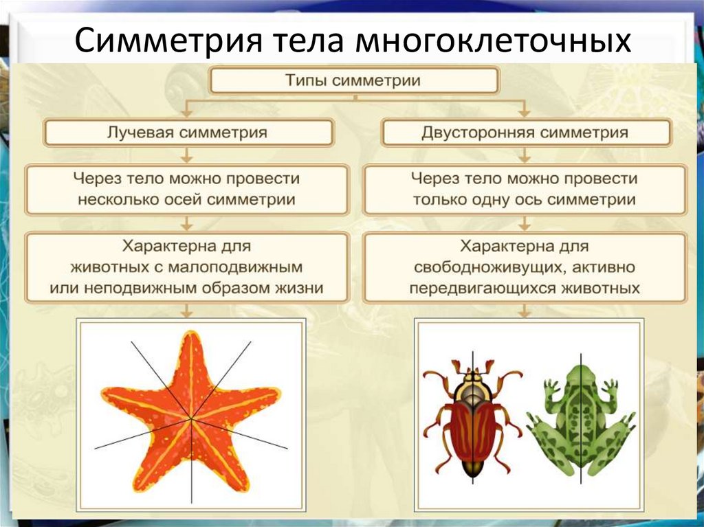 Презентация симметрия в биологии