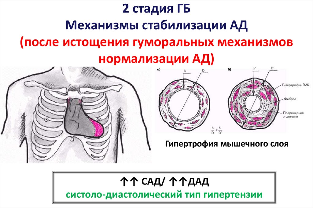 Патофизиология сосудистого тонуса презентация