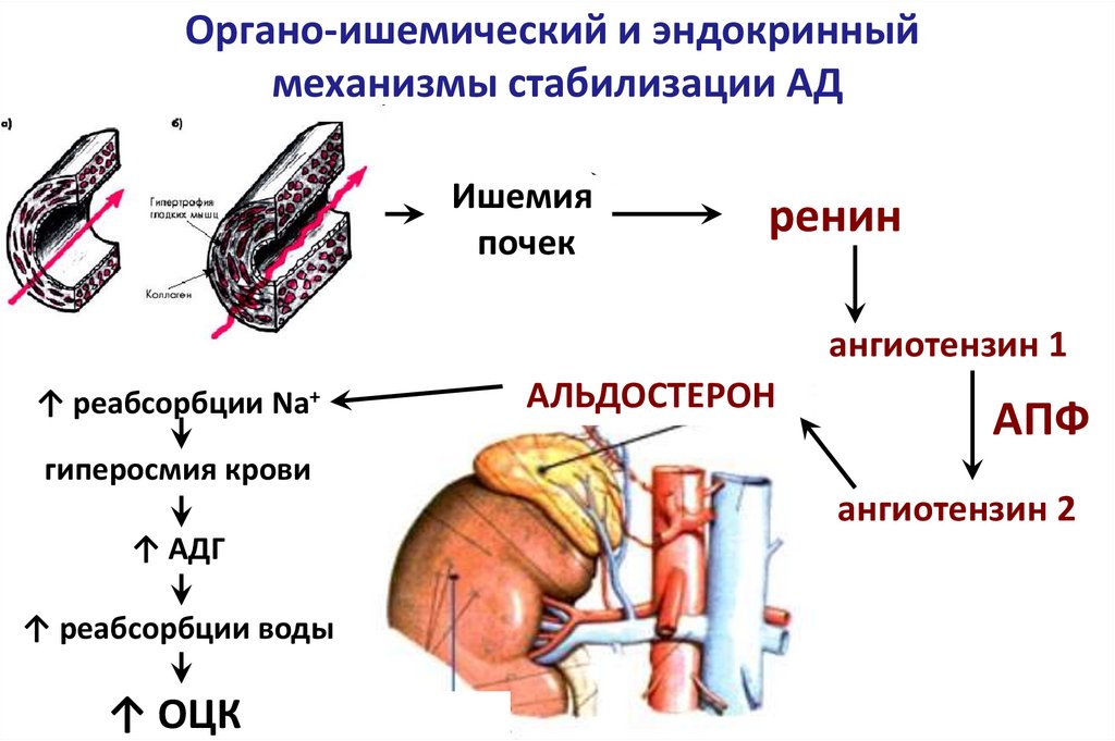 Падение сосудистого тонуса