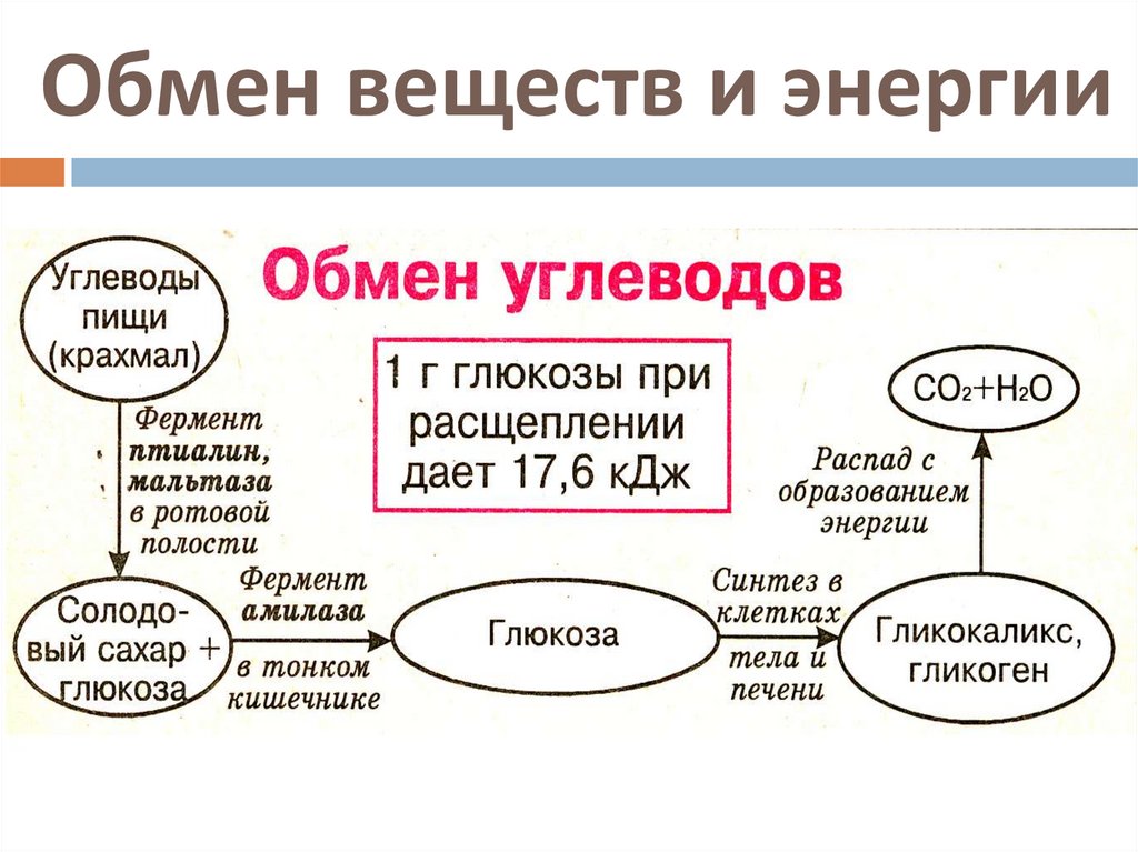 Обмен энергии презентация