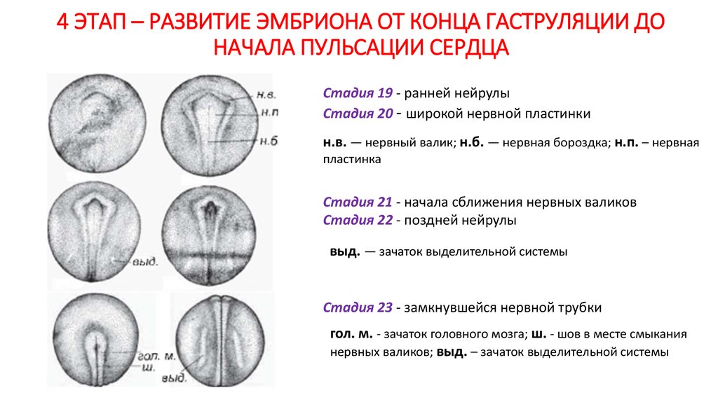 Схема зародыша человека в конце ранней гаструляции 13 е сутки развития