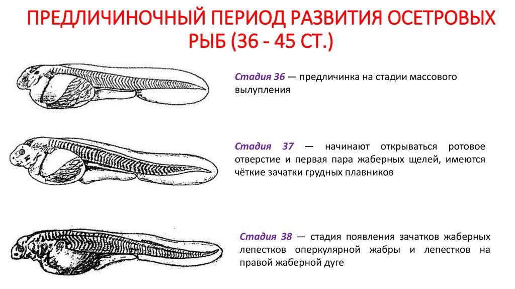 Последовательность появления рыб