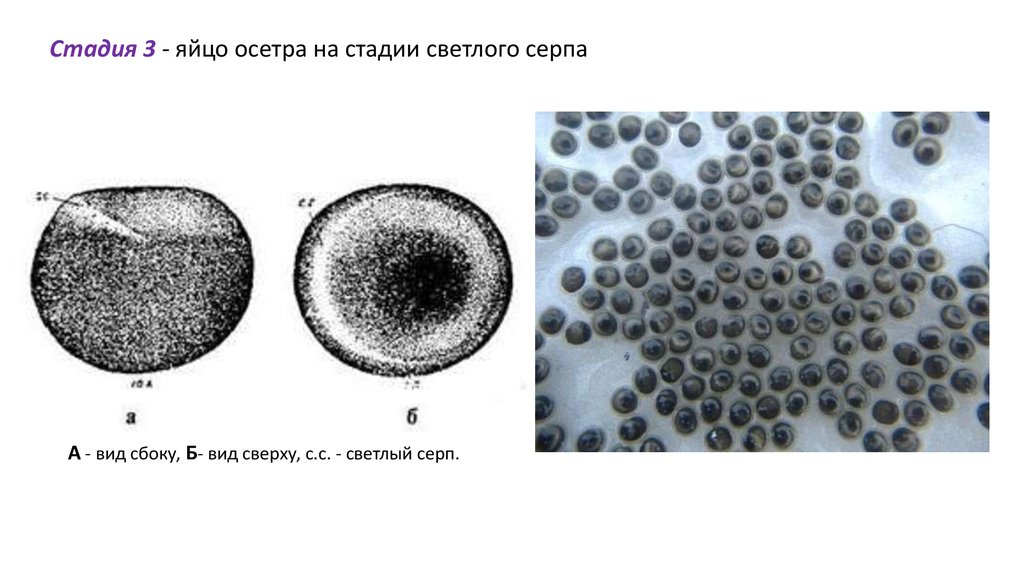 2 стадия дробления