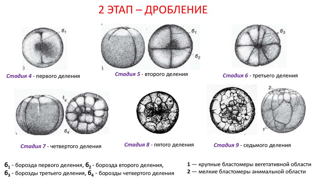 Фазы дробления