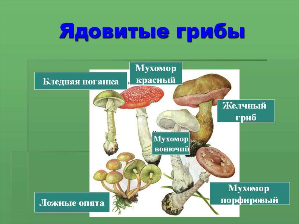 Презентация по теме ядовитые грибы