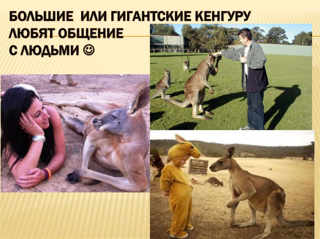 Большие или гигантские кенгуру любят общение с людьми 