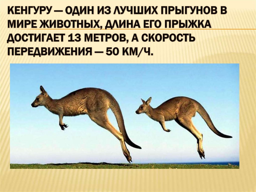 Кенгуру — один из лучших прыгунов в мире животных, длина его прыжка достигает 13 метров, а скорость передвижения — 50 км/ч.